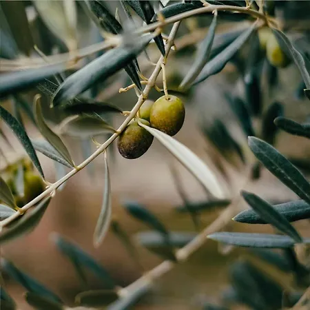 Casa de Férias Kalestia